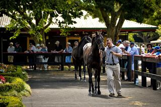 Karaka's outdoor parade ring.